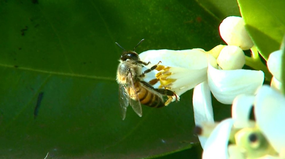 Comissão Europeia proíbe pesticida associado a danos em abelhas e ao lençol freático